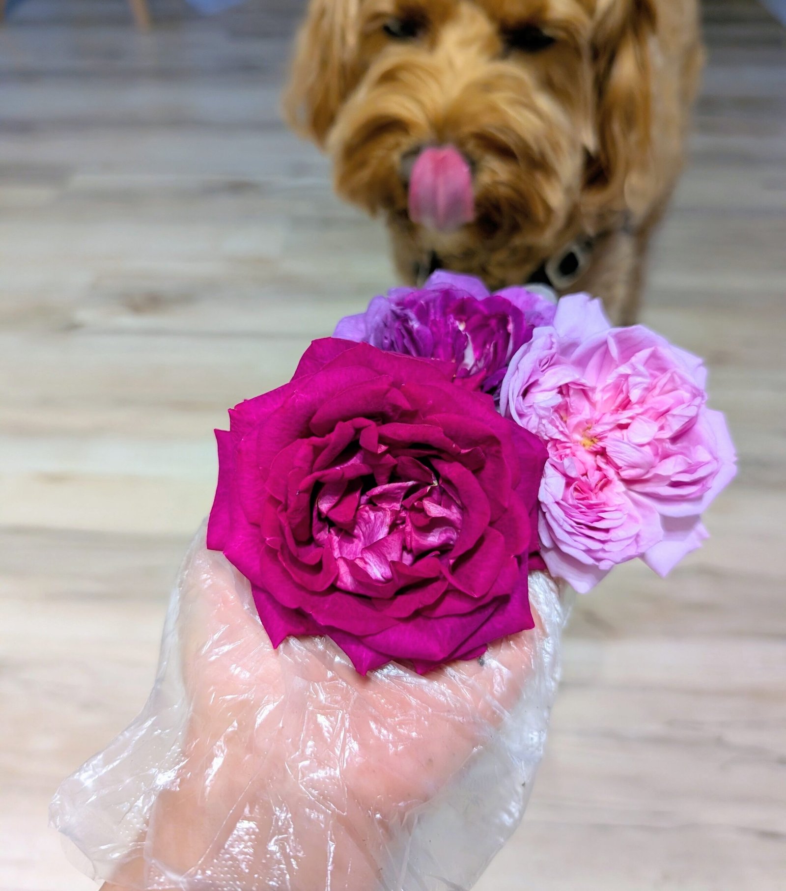 Sweet Frances few thorns rose plant