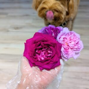 Sweet Frances few thorns rose plant