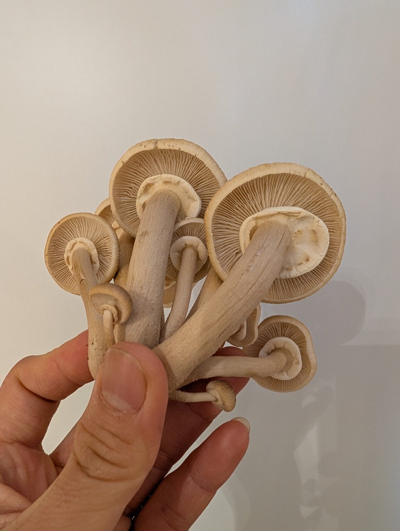 Organic Pioppino 5 lb Mushroom growing kit - Image 9