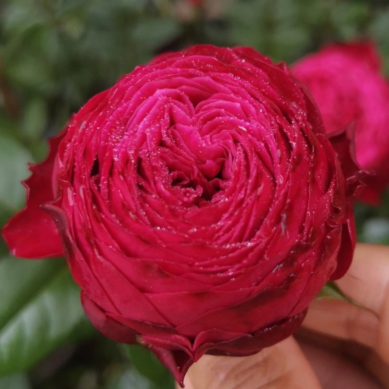 Just More rose plant flower bush shrub - Image 6