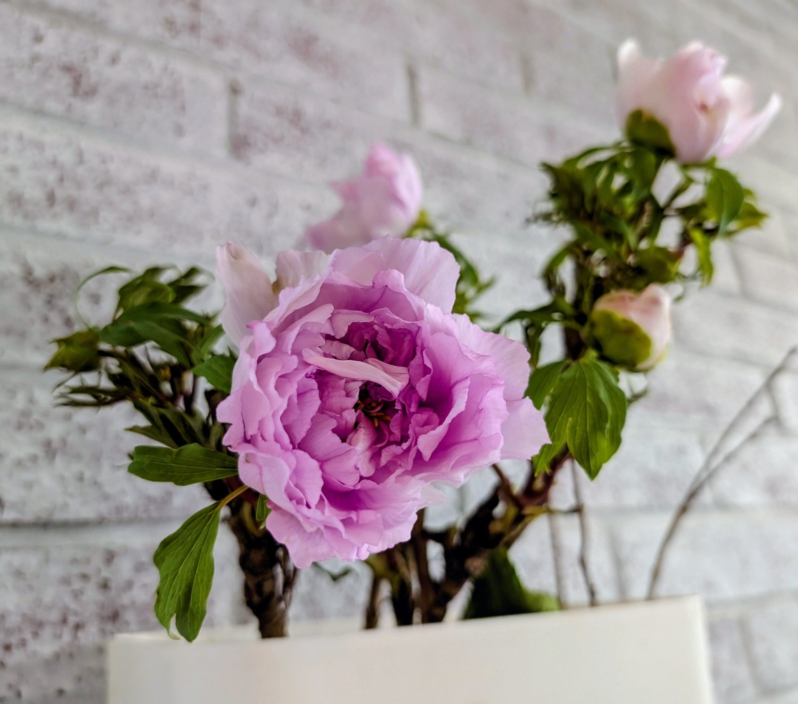 "Prosperous Family" large flower tree peony - Image 4