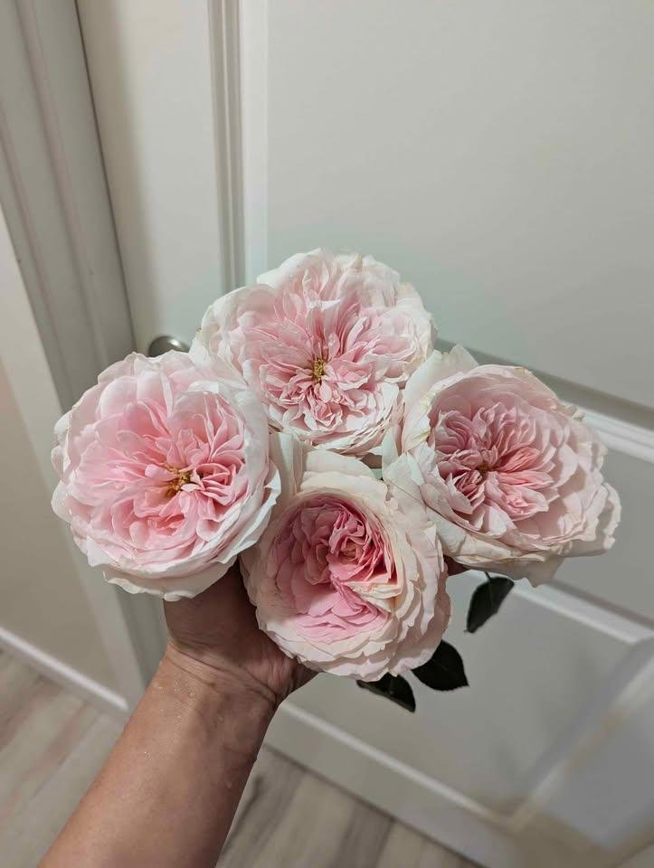 Mayra Bridal garden rose plant flower bush shrub - Image 10