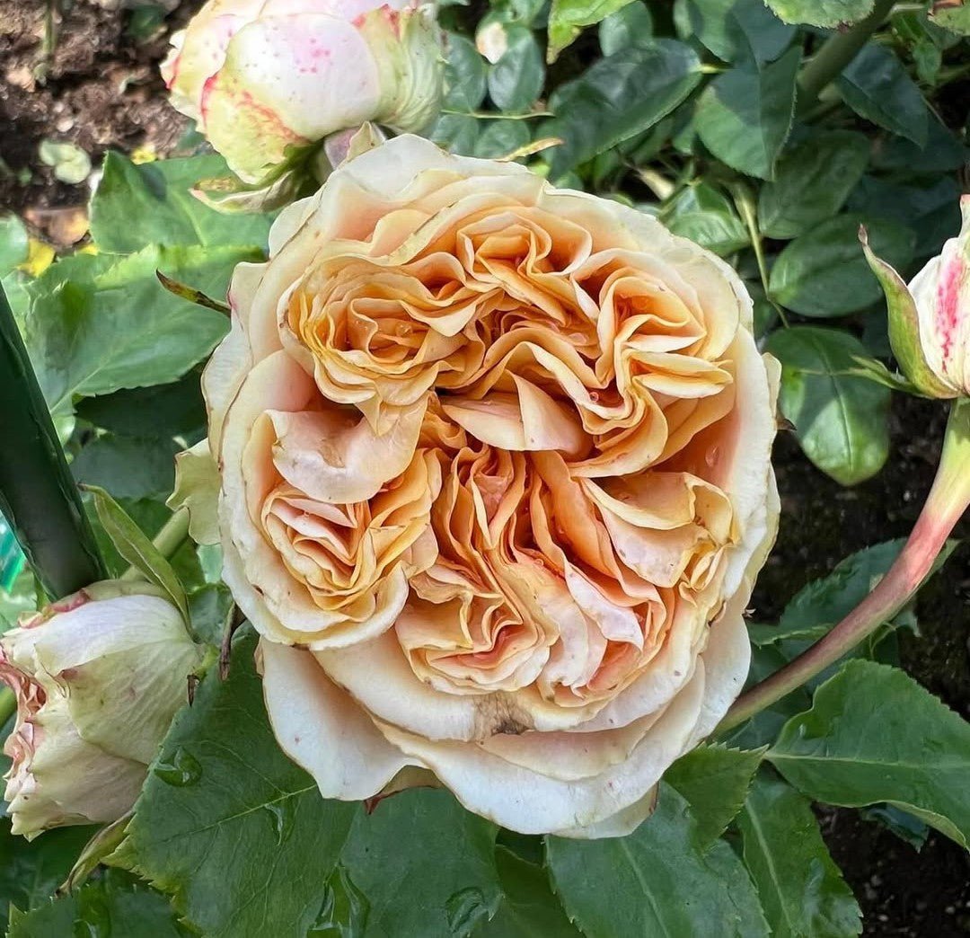 E. Summer garden rose plant flower bush shrub - Image 2