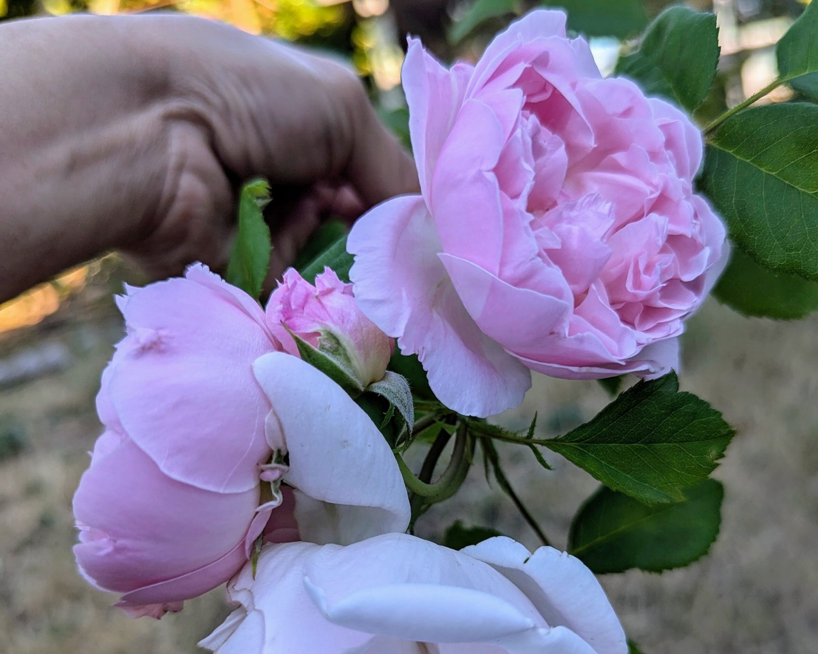 10 mixed rose plants: English Ausjameson, her lover Romeo, Ausimmon and her other friends - Image 6