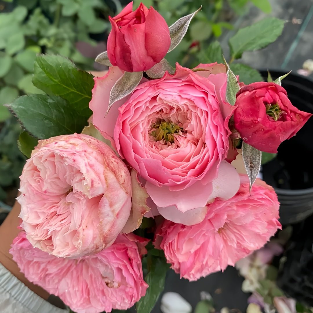 Northanger Abbey garden rose plant flower bush deciduous shrub
