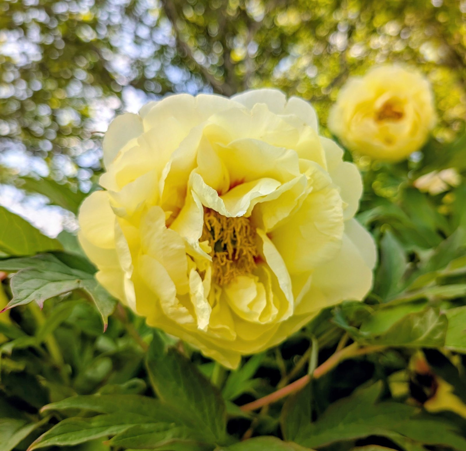 "High noon" large flower Japanese tree peony - Image 4