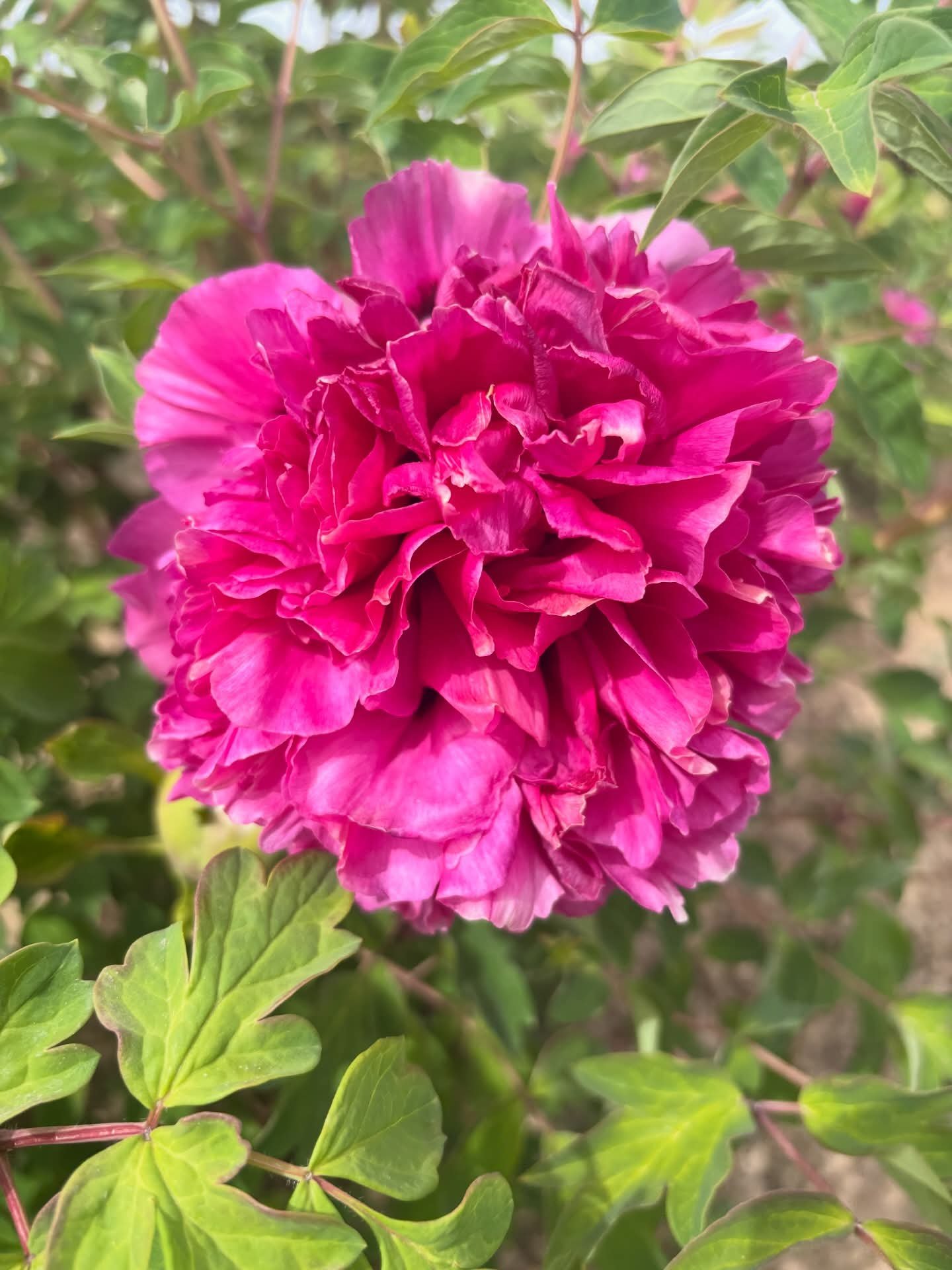 Tao Yuan Sheng Hui tree peony - Image 3