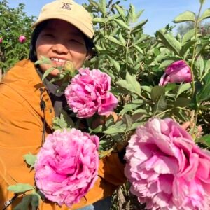 Hong Guan Ying Xian tree peony