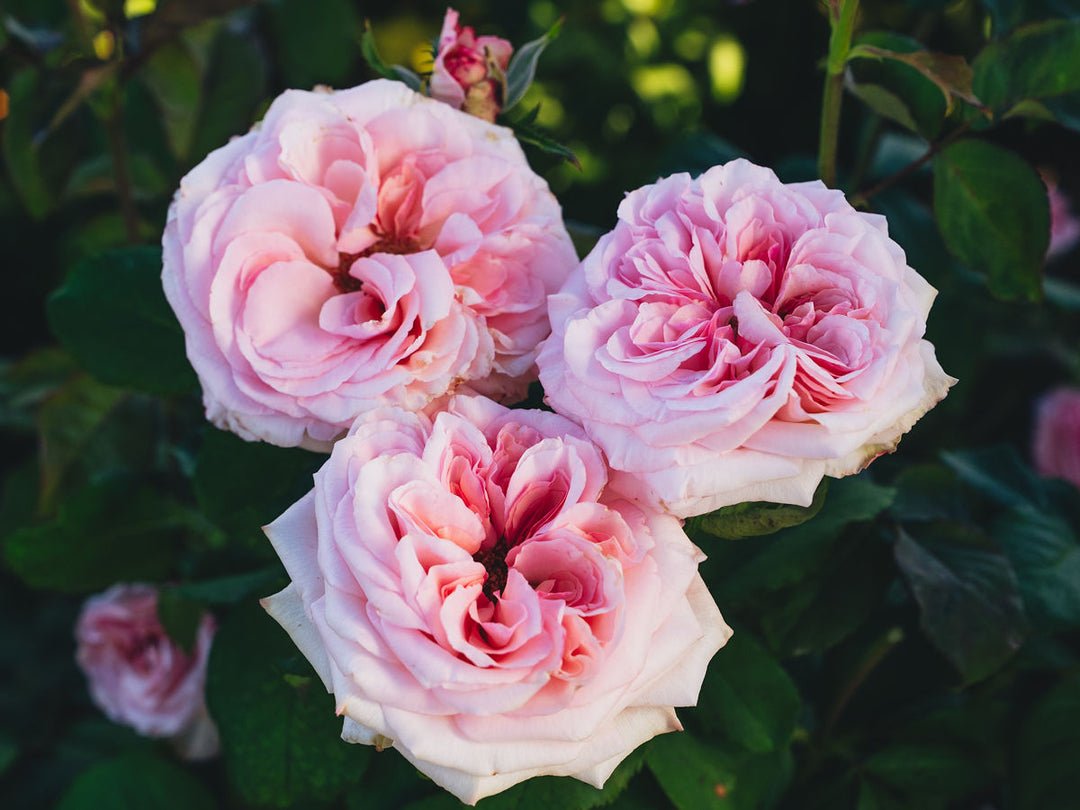 Strongly fragrant P. O'hara garden rose plant flower bush shrub - Image 3