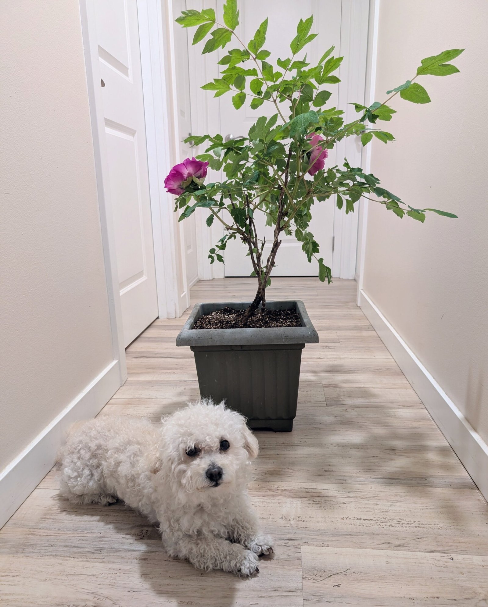 Bao Lian Deng tree peony - Image 2
