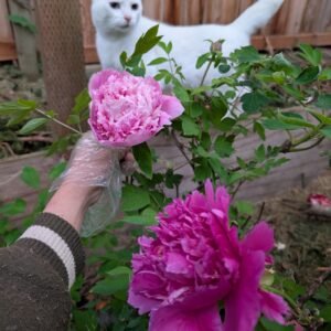 Lan Tian Piao Yun tree peony