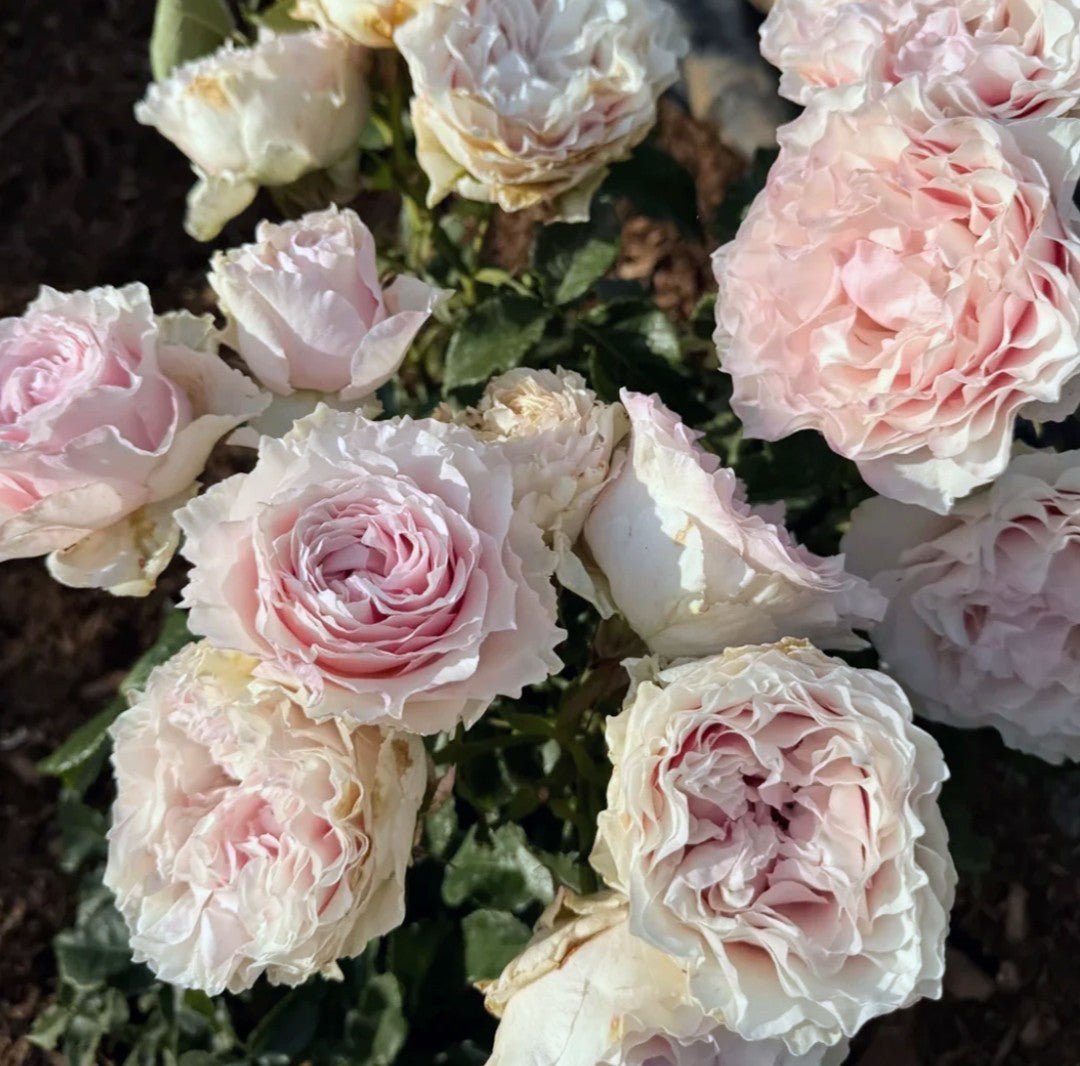 Country S. Peonia garden rose plant flower bush deciduous shrub - Image 3