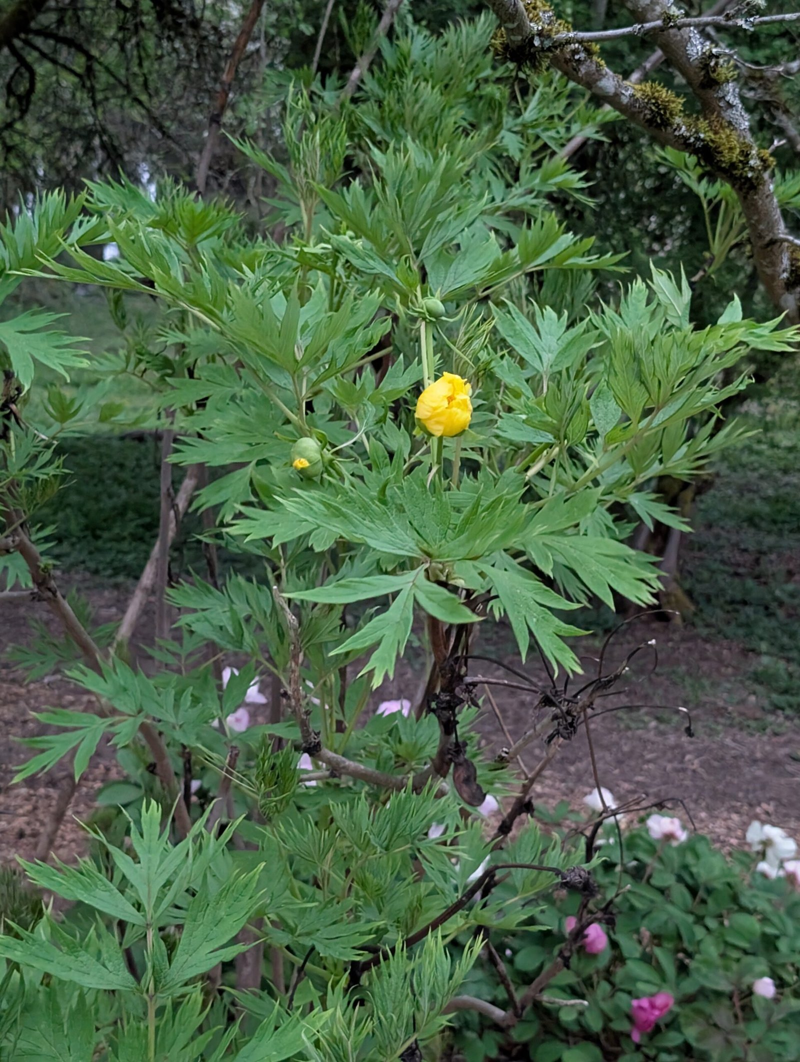 Yellow large flower tree peony - Image 4