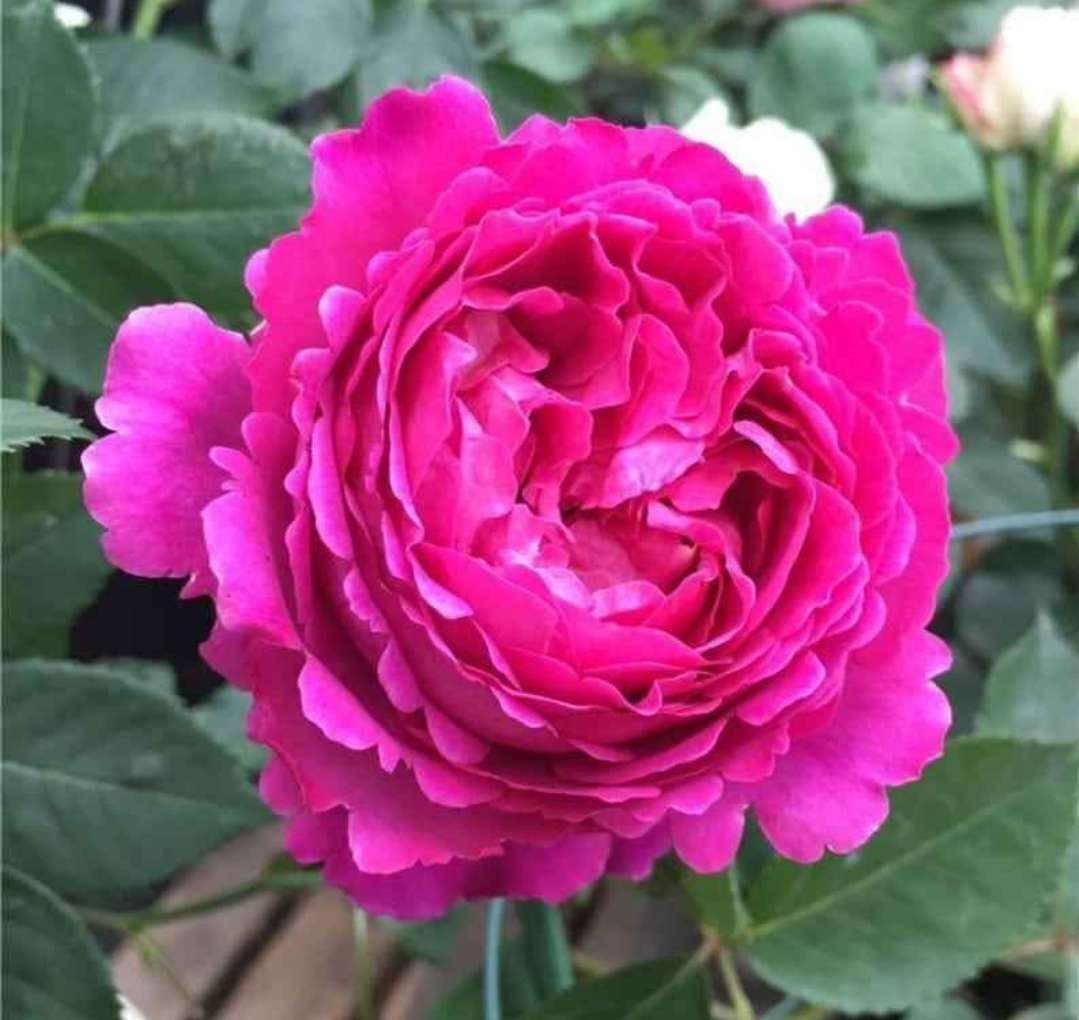 Yves Piaget garden rose plant flower bush shrub - Image 2