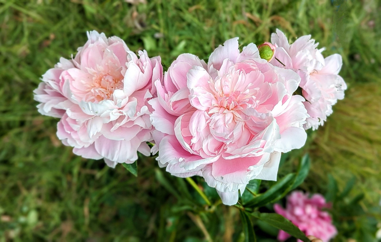 5 mixed mysterious herbaceous peony - Image 5