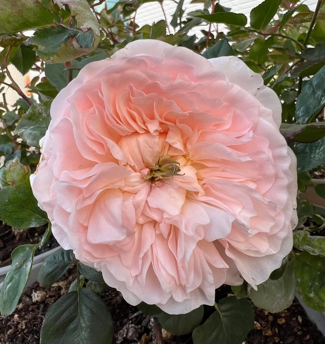 Wedding rose plant flower bush shrub - Image 4