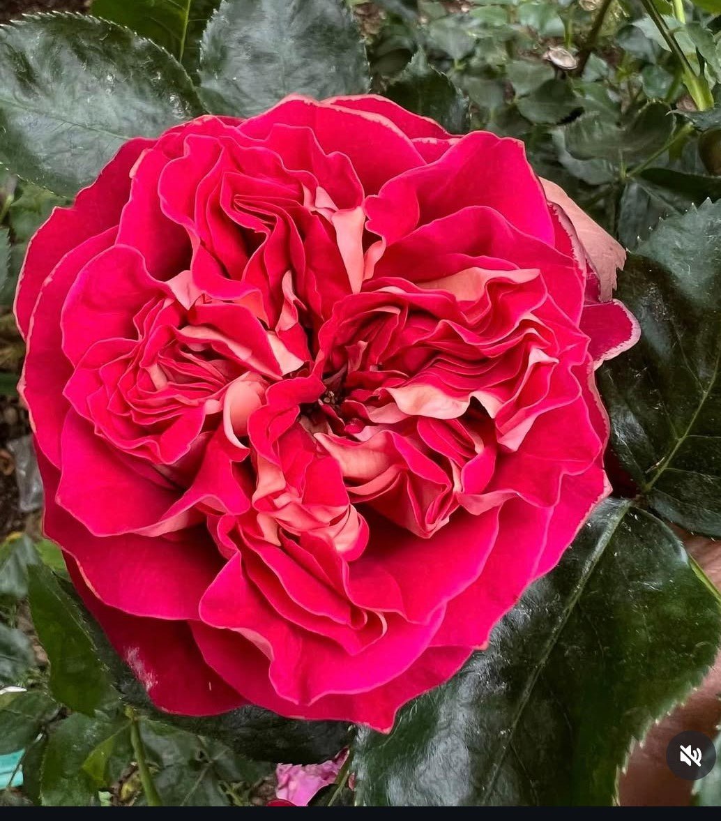 Sweet Bun garden rose plant flower bush shrub - Image 2