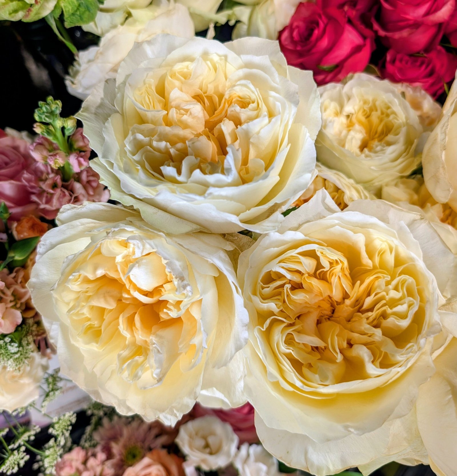Antonia's Garden rose plant large flower bush deciduous shrub - Image 10