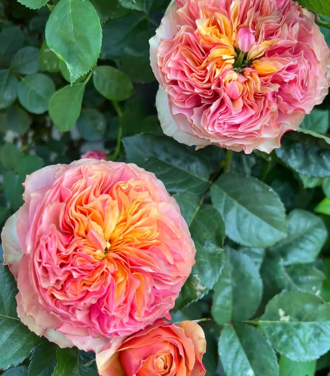 Kensington Garden rose plant flower bush shrub - Image 2