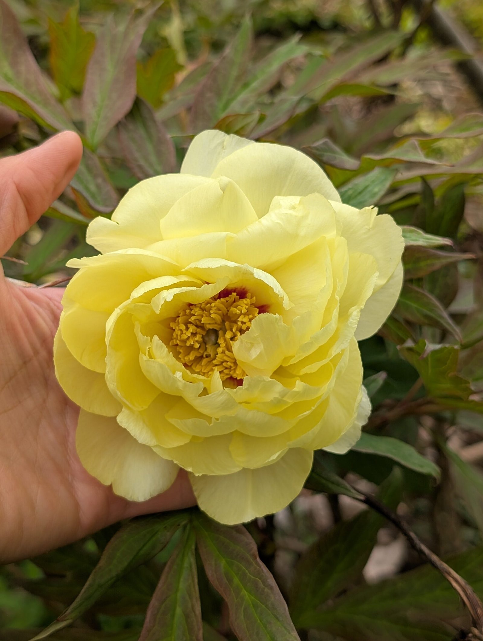 Golden Crown tree peony - Image 3