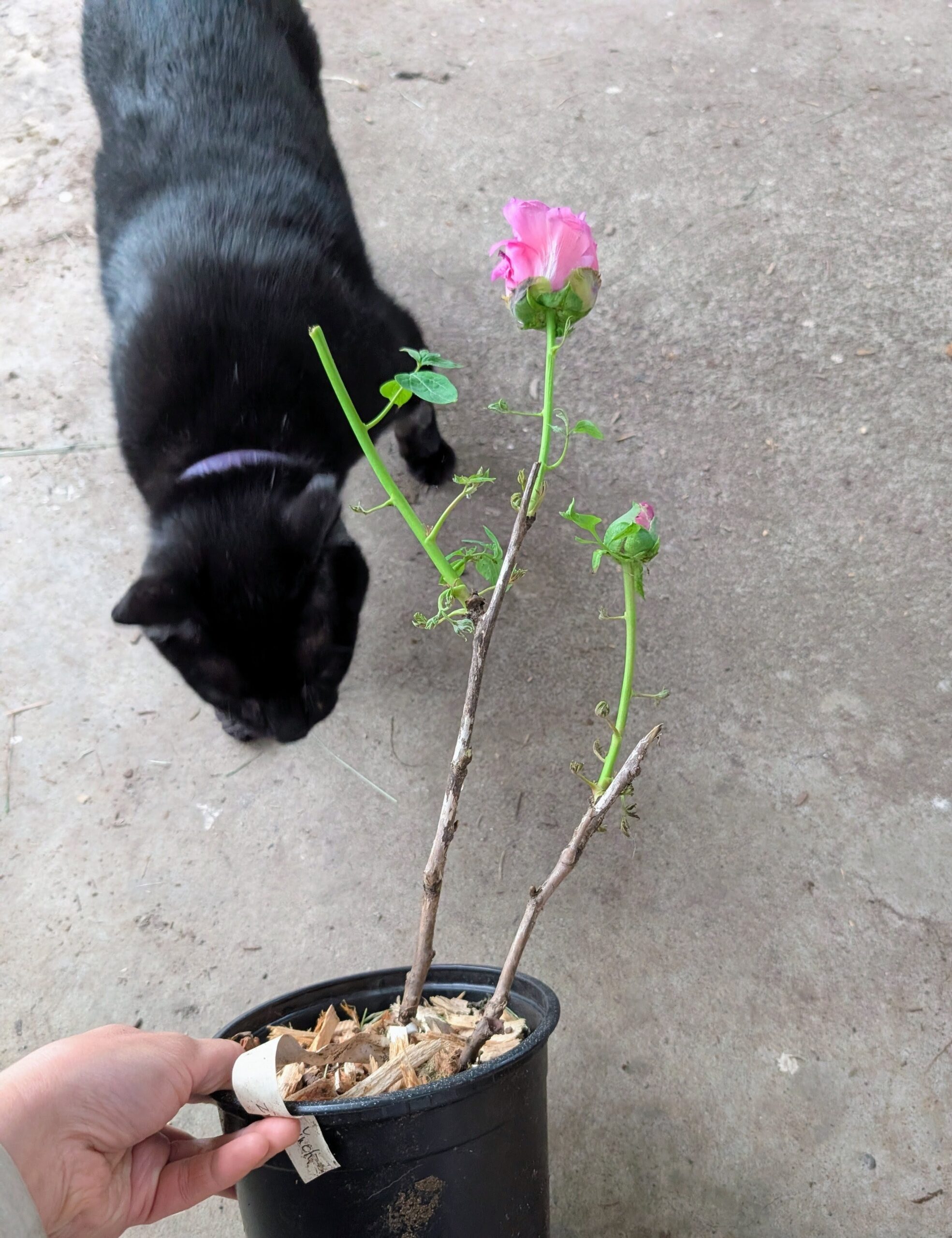 "Zi guan yu chi" large flower tree peony - Image 14