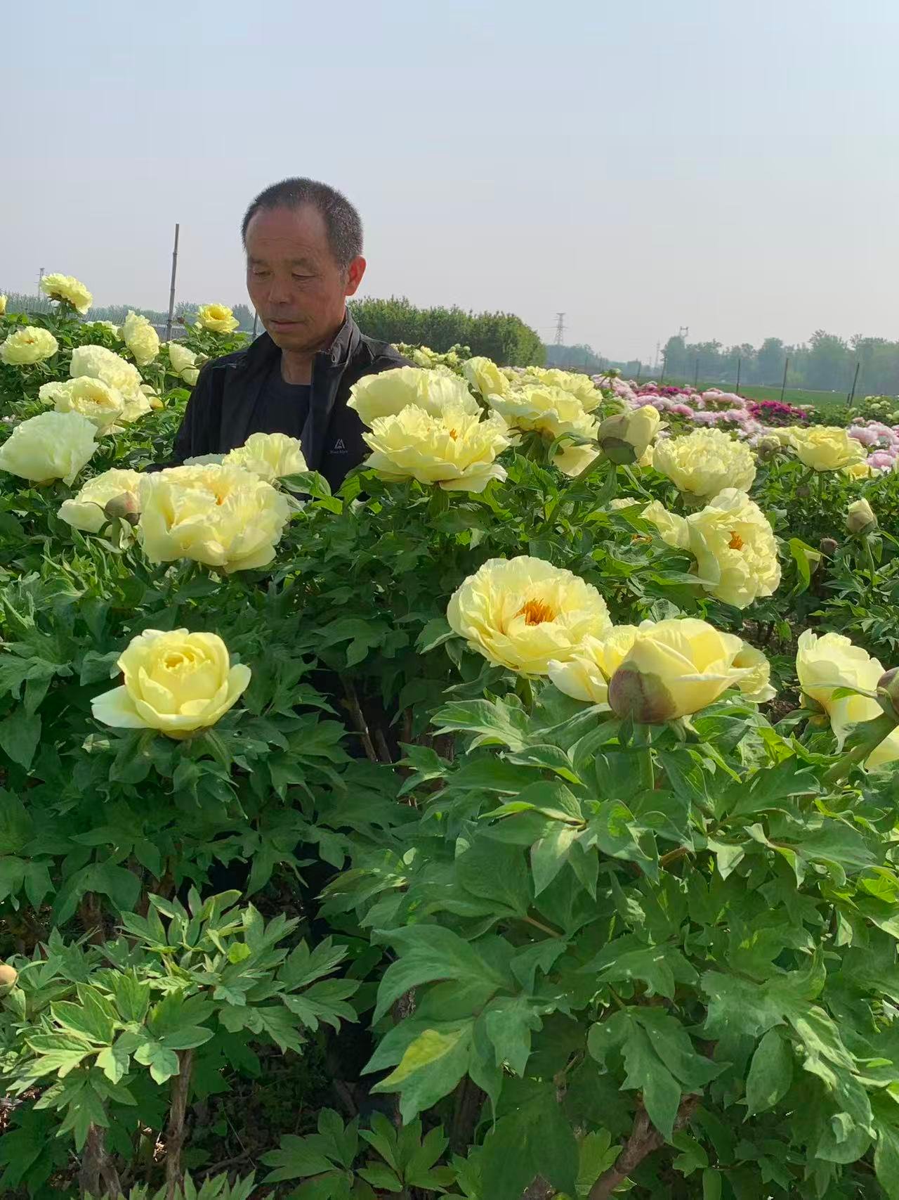 Golden Crown tree peony - Image 2