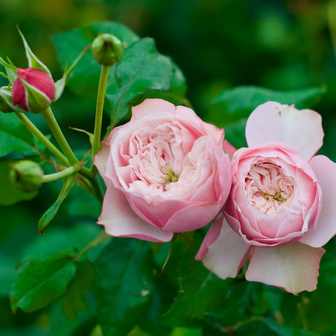 Northanger Abbey garden rose plant flower bush deciduous shrub - Image 3