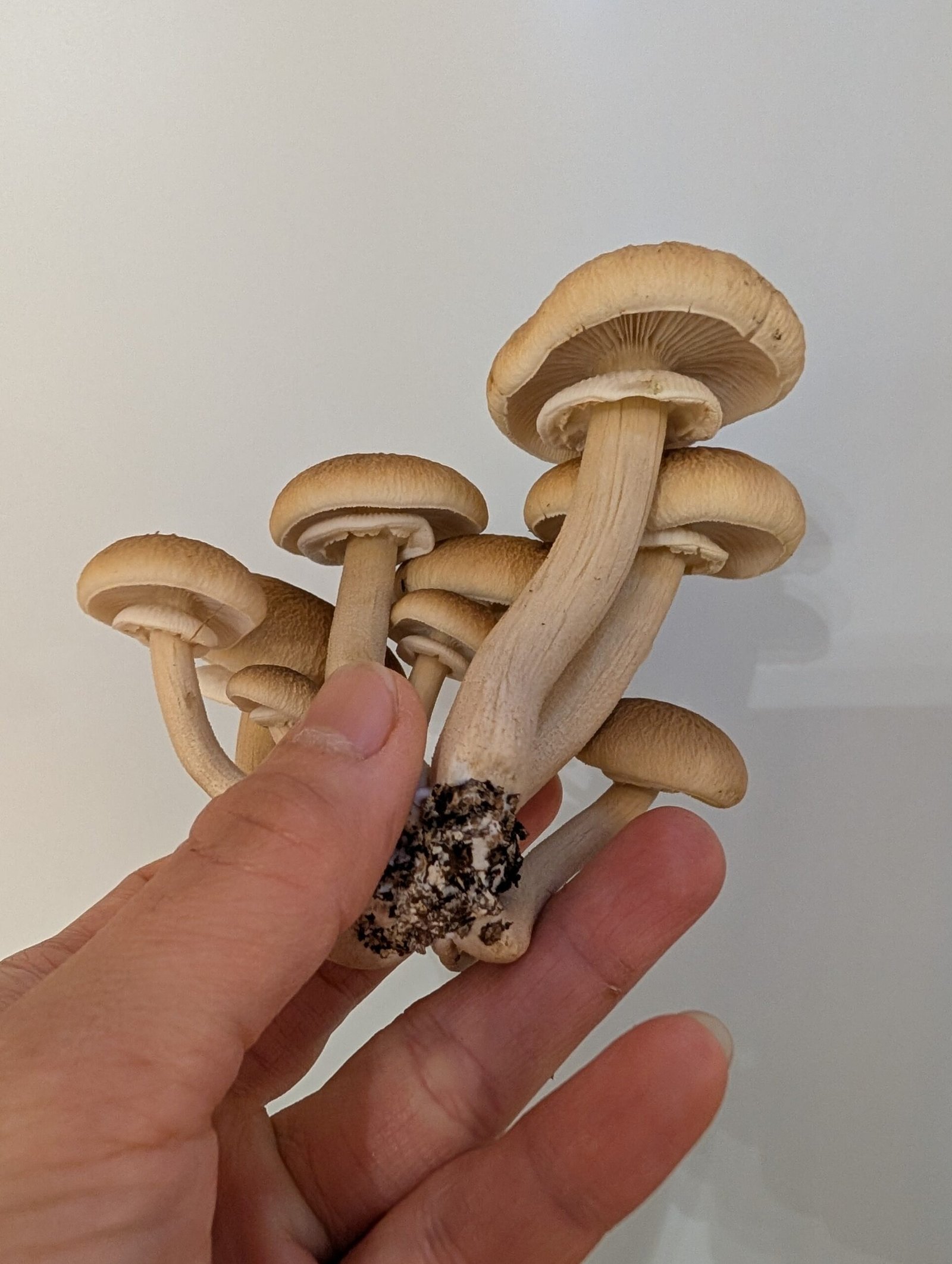 Organic Pioppino 5 lb Mushroom growing kit - Image 8