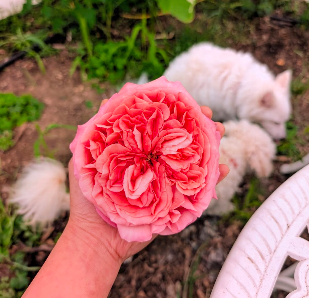 Pink Xpression (expression) garden rose plant flower bush shrub - Image 5