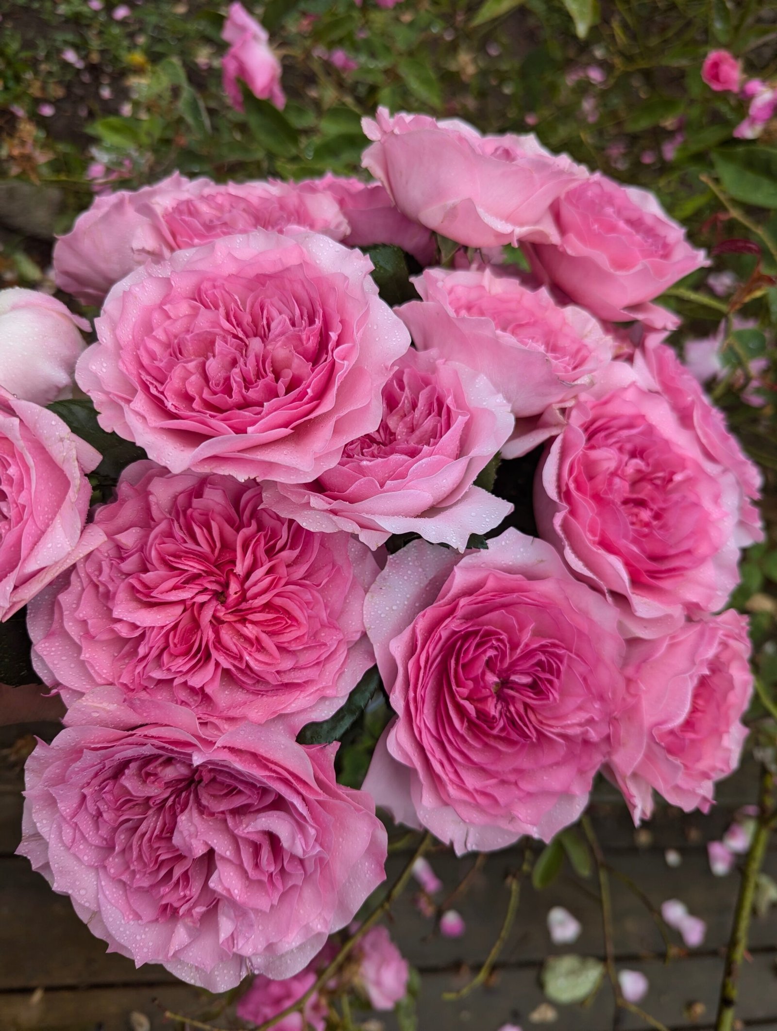 Mil wedding garden rose plant flower bush shrub - Image 4