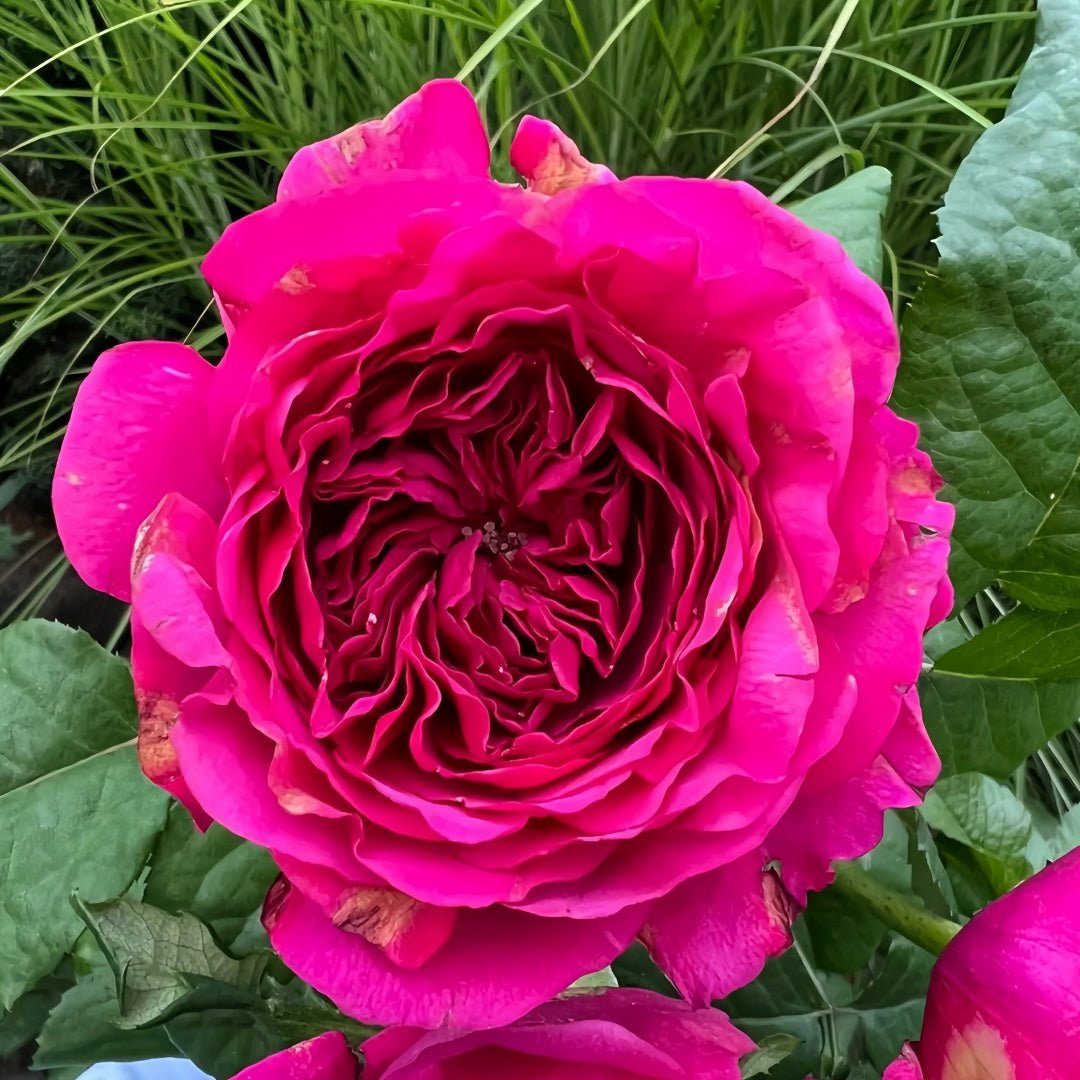 Princess Kishi Japanese garden rose plant flower bush shrub - Image 2