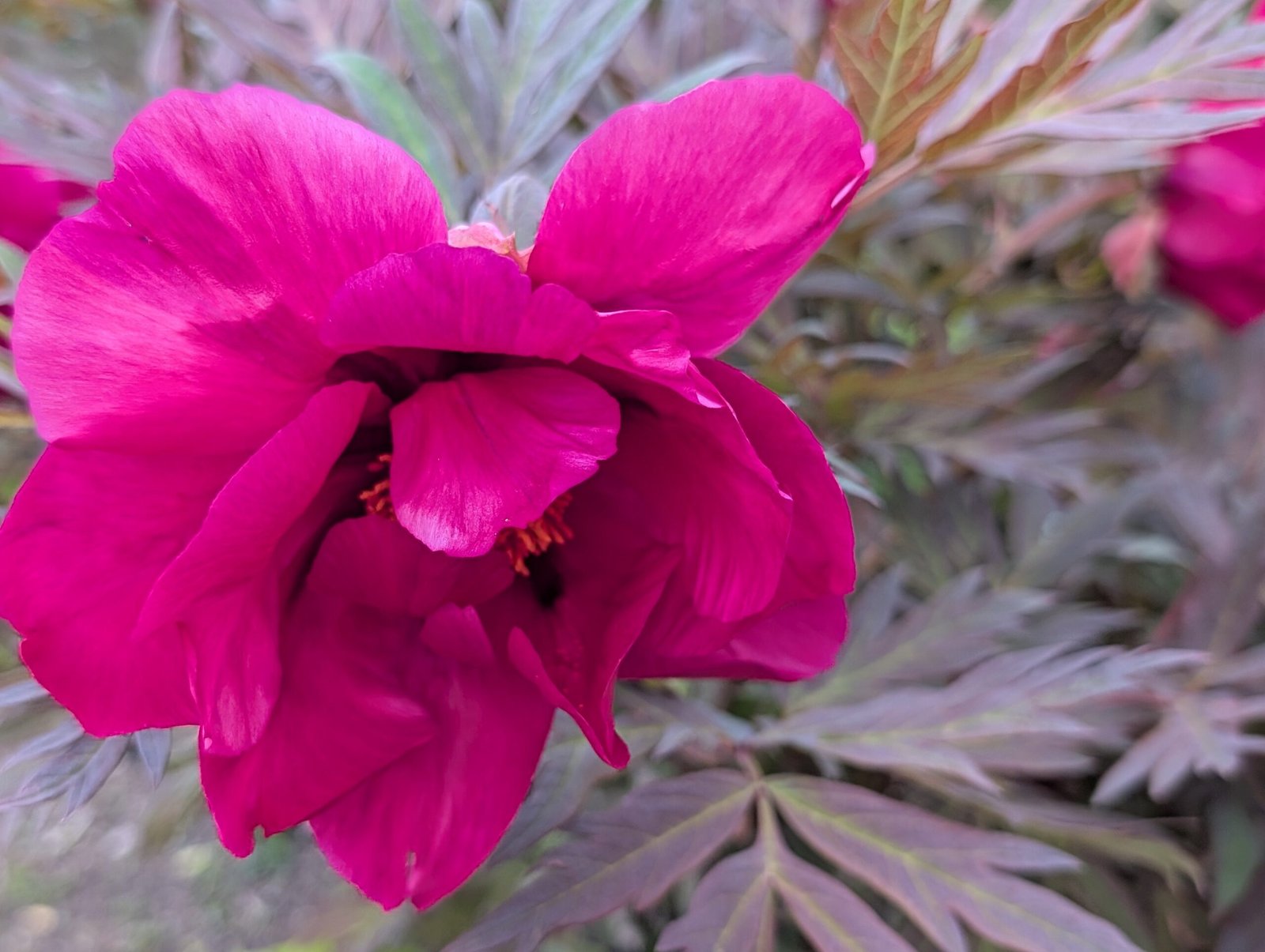 Chinese Dragon tree peony - Image 4
