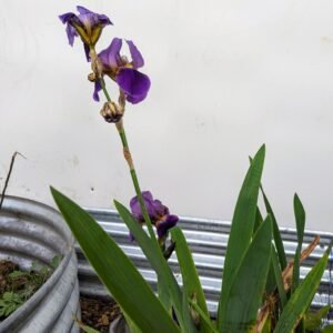 Free purple iris plants and rhizomes