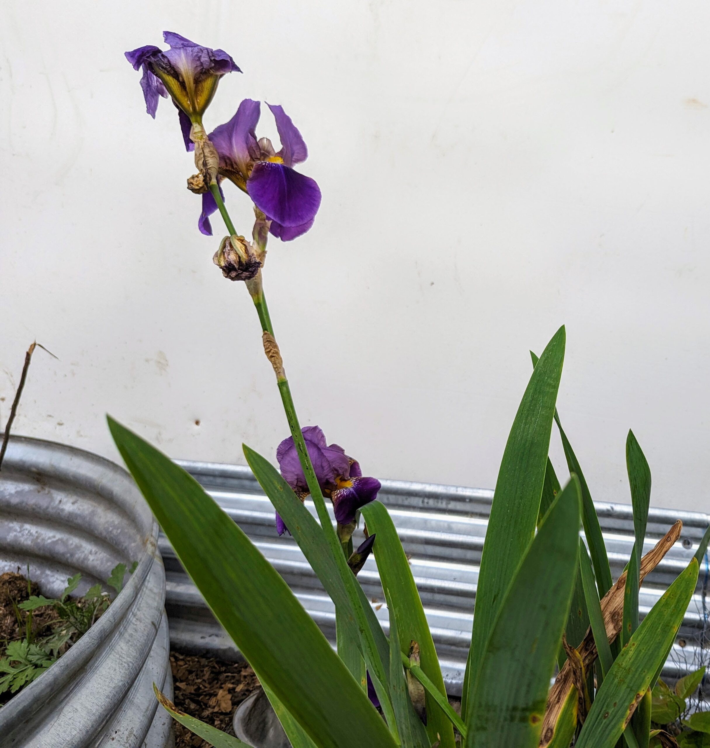 Free purple iris plants and rhizomes