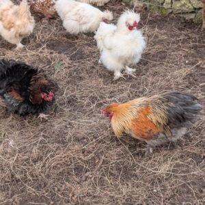 Free small bantam white silkie rooster