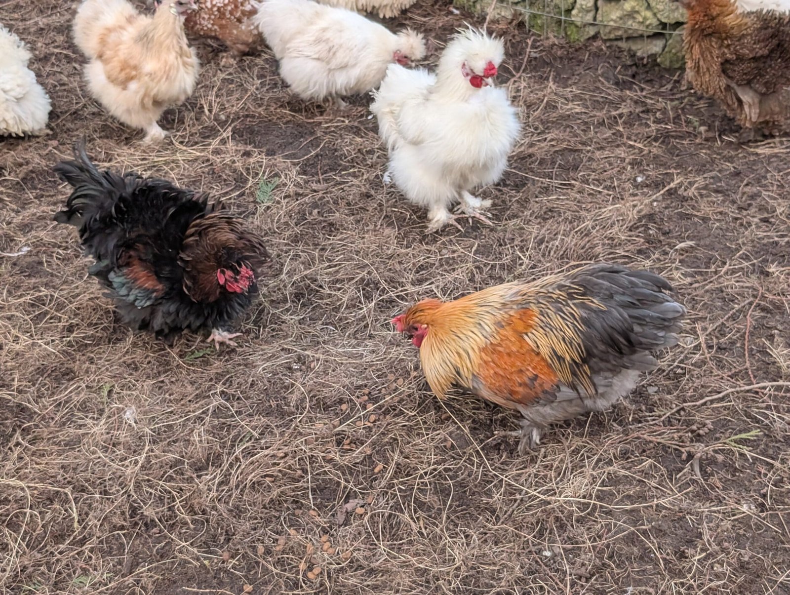 Free small bantam mixed color frizzle rooster - Image 3