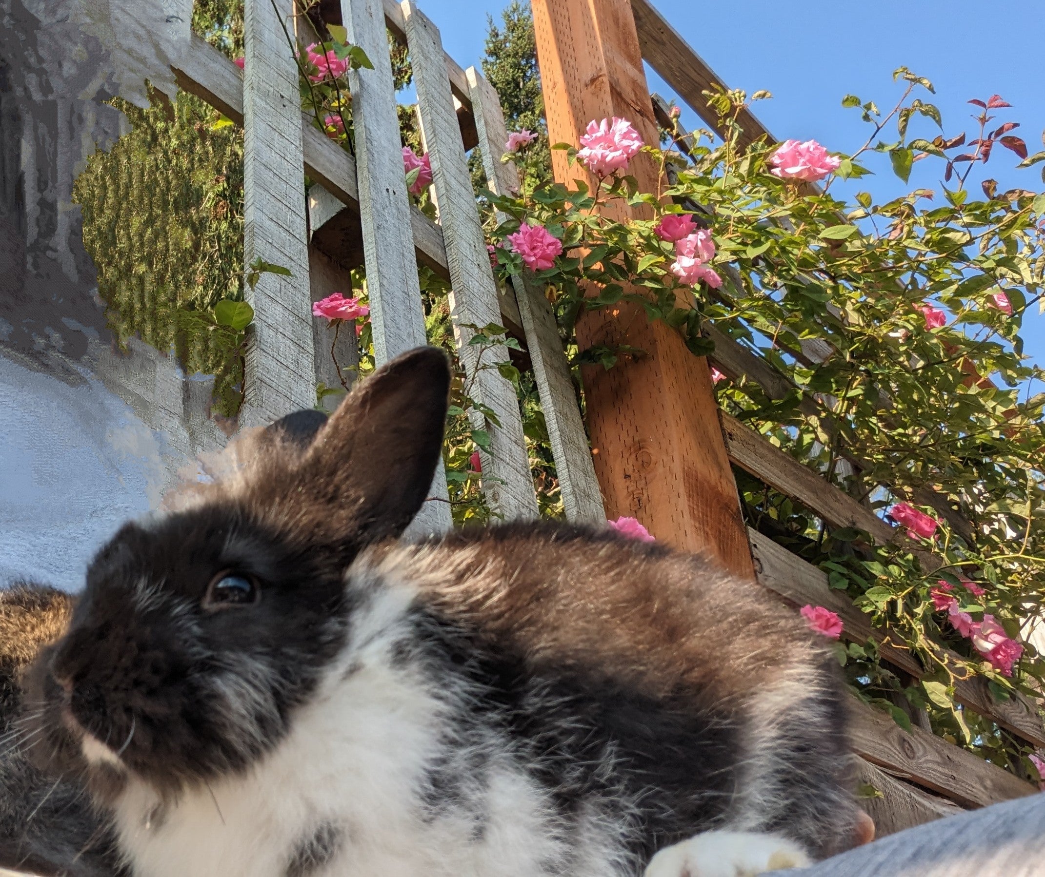 2-6 month old bunny rabbits - Image 8