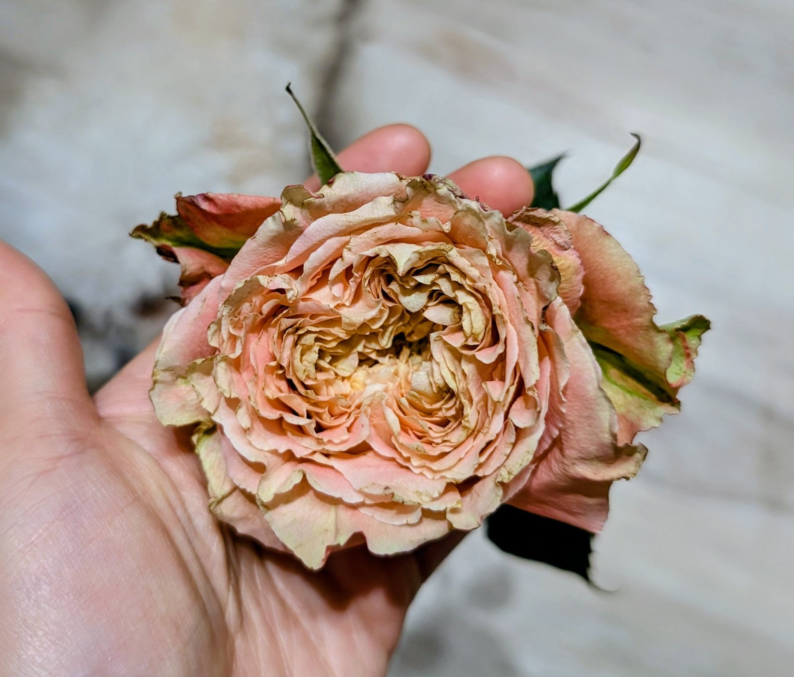 C.S. Louise lookalike garden rose plant flower bush shrub - Image 7