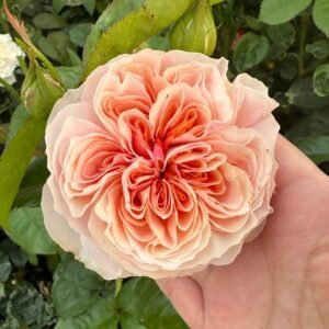 Tip Top garden rose plant flower bush shrub
