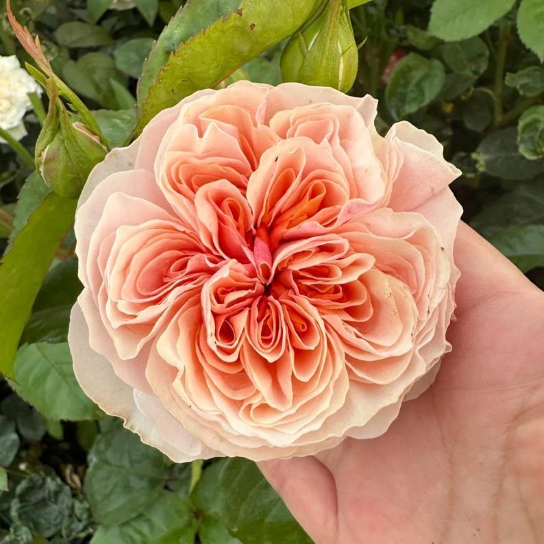 Tip Top garden rose plant flower bush shrub