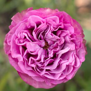 Queen Crown garden rose plant flower bush shrub