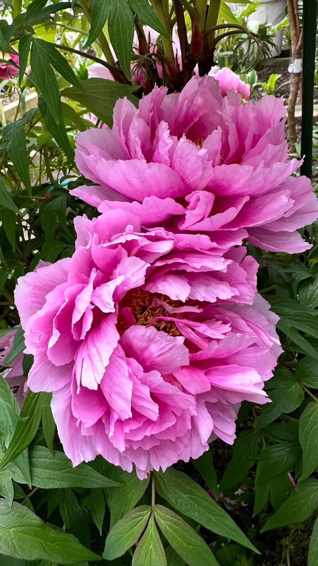Japanese large flower tree peony - Image 2