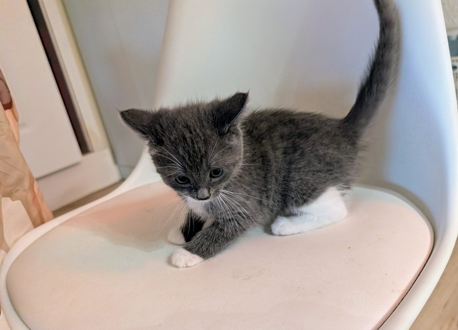 2.5 month old kitten kitty cats - Image 10