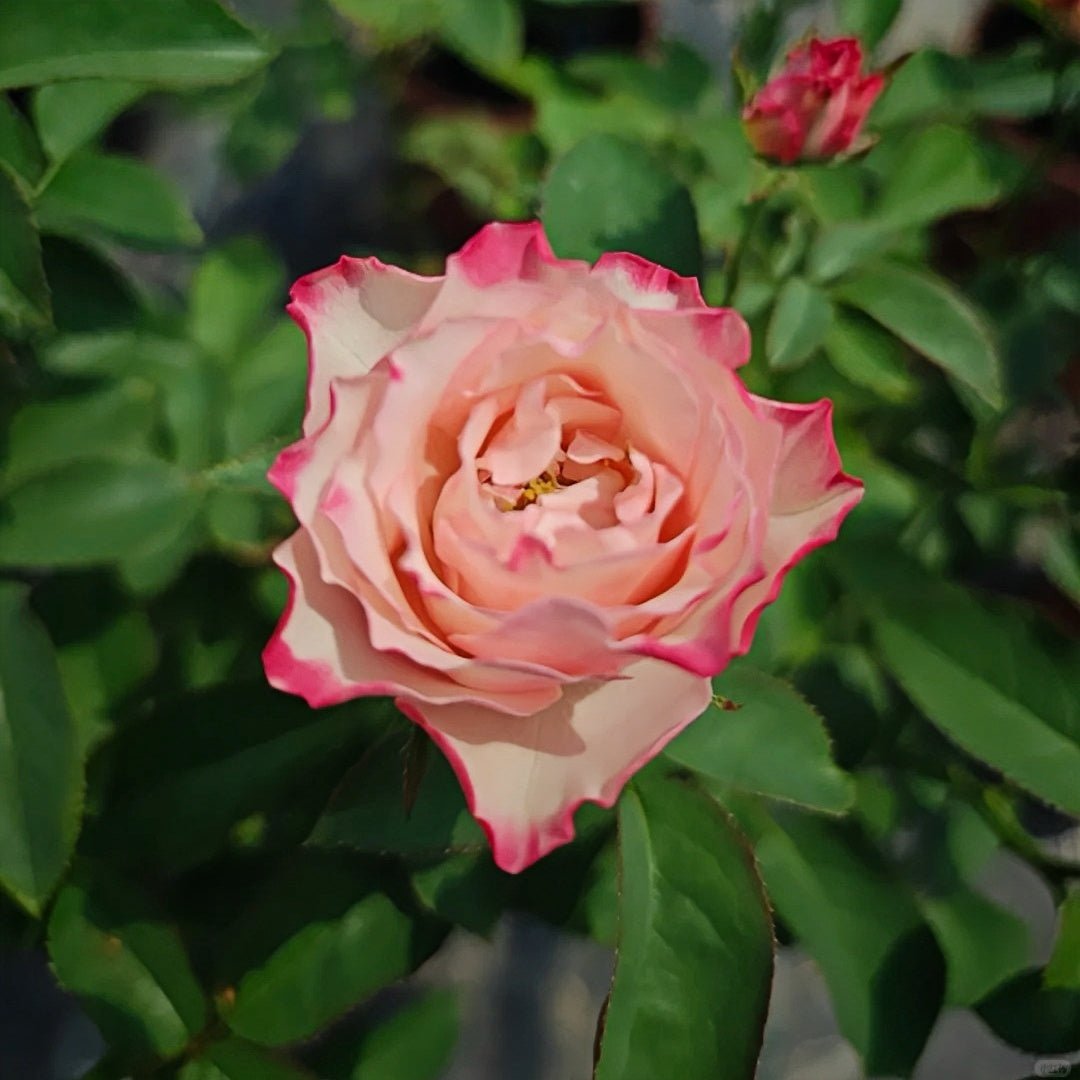 Country Candy garden rose plant flower bush deciduous shrub - Image 2