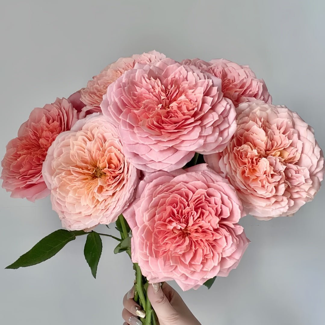 Romantik Romantic Antique garden rose plant flower bush shrub - Image 4