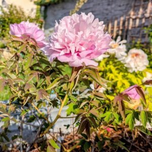 "Pink crown jade beads" tree peony