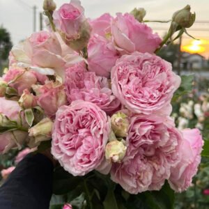 Yves l'Esprit de Fille garden rose plant flower bush shrub
