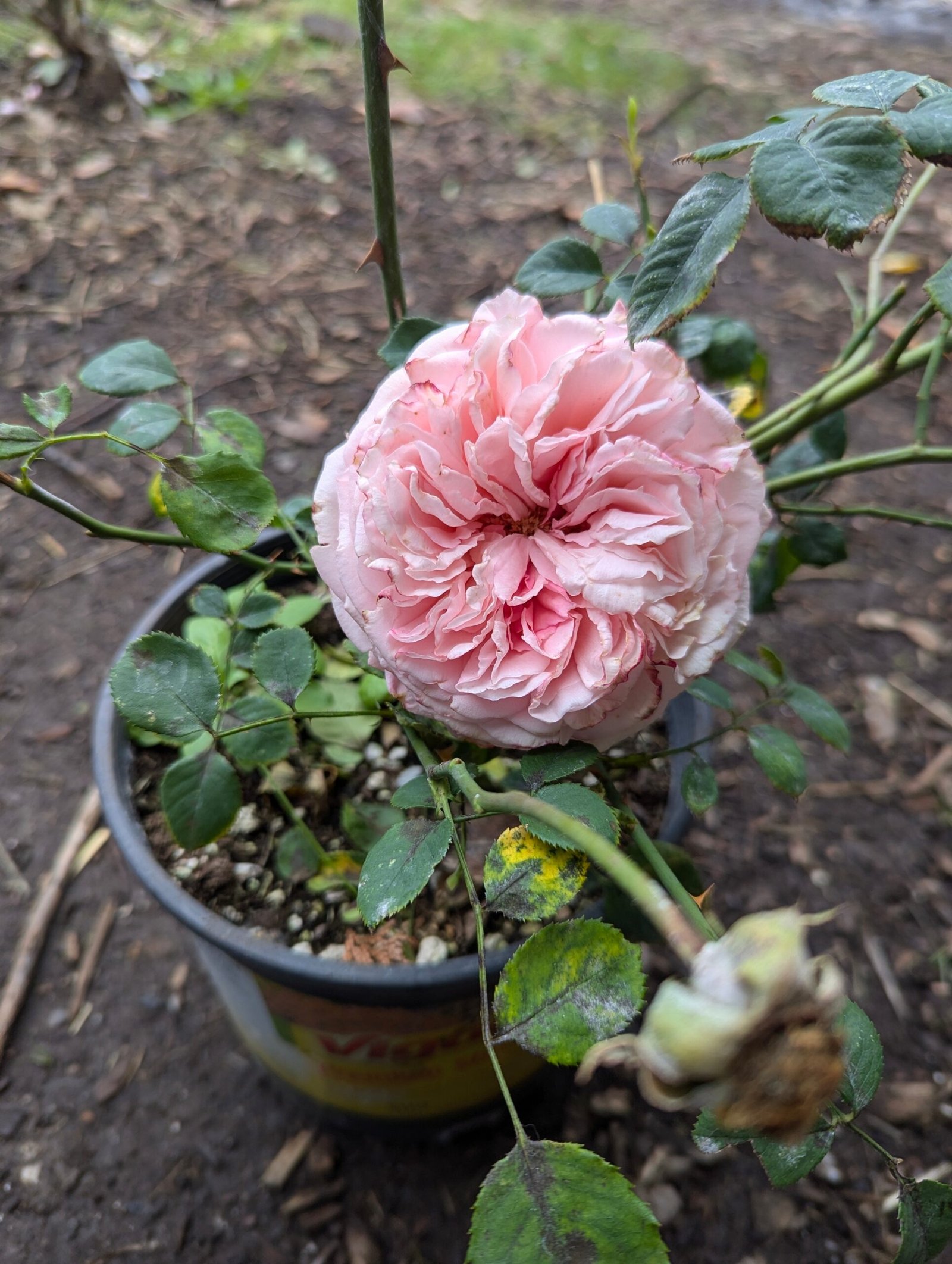 Large 5-6 gallon Romantica Ballgown rose plant flower bush shrub - Image 2