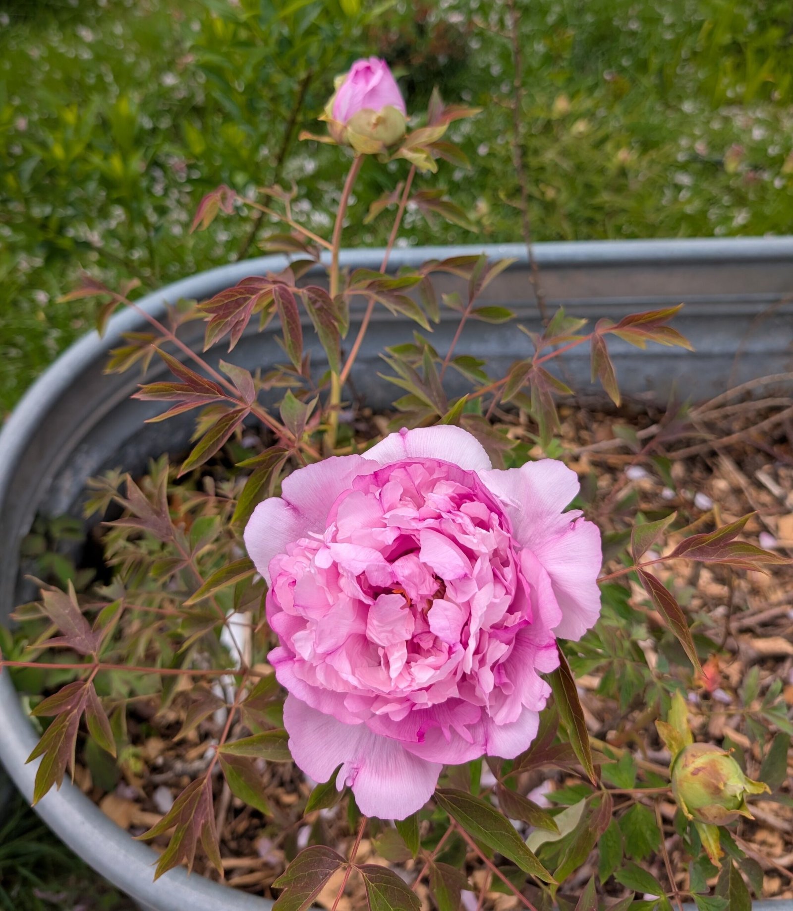 "Pink crown jade beads" tree peony - Image 11