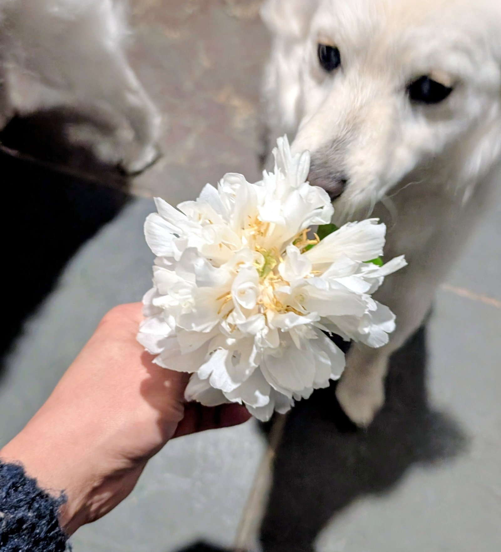 "Yao's Yellow" large flower tree peony Preorder for fall 2026 - Image 6